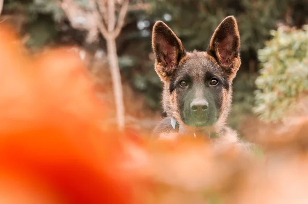 Arka bahçede dinlenirken bir Alman çoban köpeğinin portresi — Stok fotoğraf