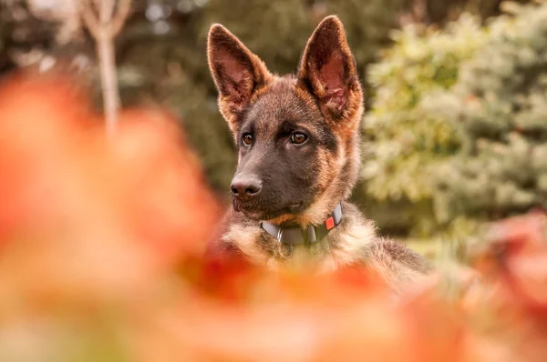 Arka bahçede dinlenirken bir Alman çoban köpeğinin portresi — Stok fotoğraf