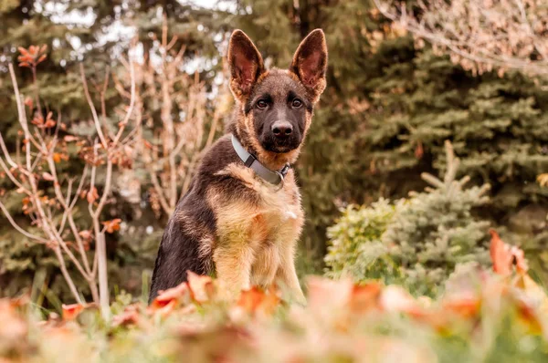 Portrait d'un chiot berger allemand au repos dans un jardin — Photo