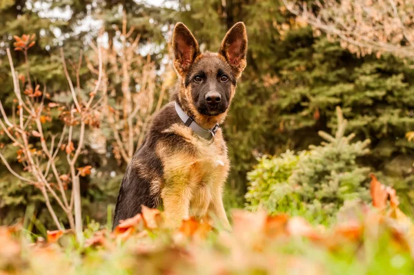 Portret van een Duitse herder puppy tijdens het rusten in een achtertuin — Stockfoto