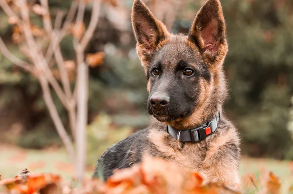 Arka bahçede dinlenirken bir Alman çoban köpeğinin portresi — Stok fotoğraf