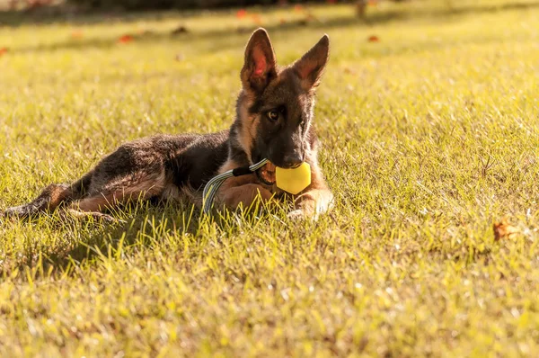 Retrato de un cachorro pastor alemán mientras descansa y juega wi —  Fotos de Stock