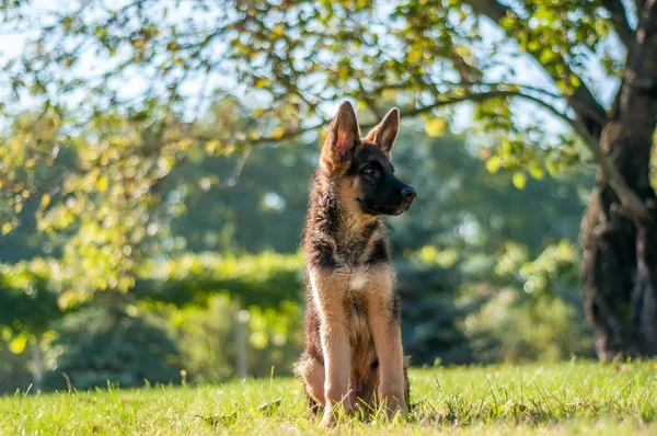 Een Duitse herder pup zittend op het gras van een achtertuin — Stockfoto
