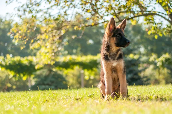 Um cachorro pastor alemão sentado na grama de um quintal — Fotografia de Stock