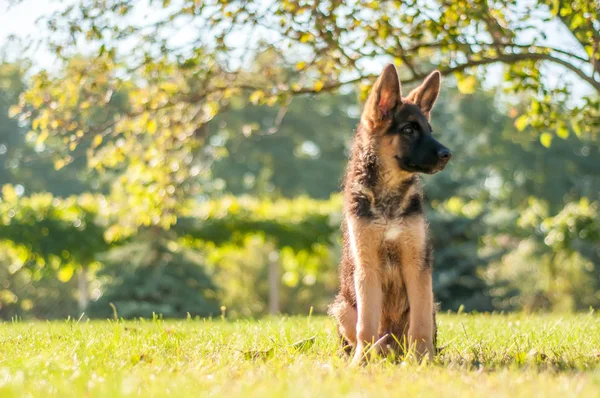 Een Duitse herder pup zittend op het gras van een achtertuin — Stockfoto