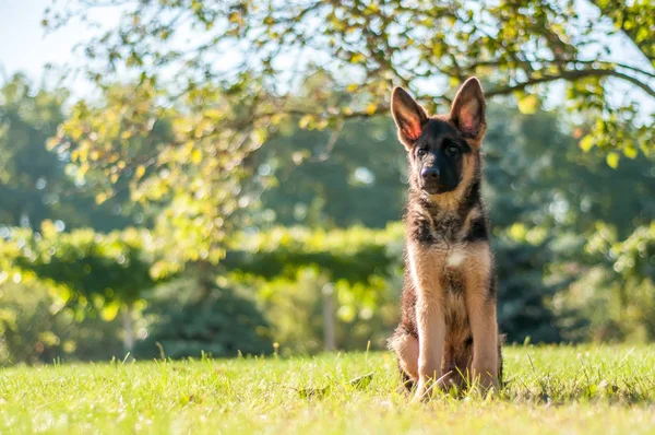 Een Duitse herder pup zittend op het gras van een achtertuin — Stockfoto