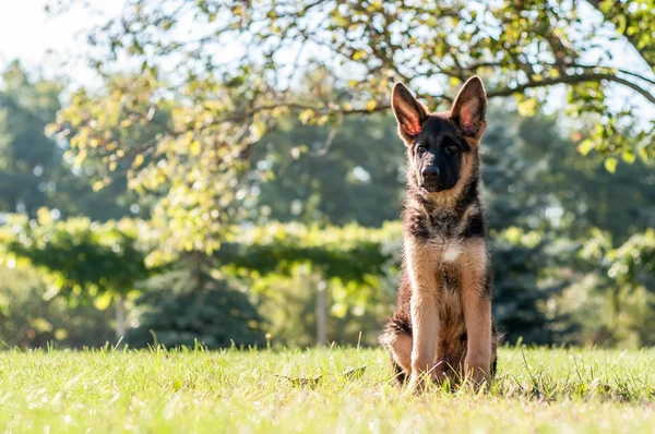 Een Duitse herder pup zittend op het gras van een achtertuin — Stockfoto