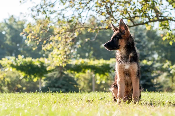 Un cachorro pastor alemán sentado en la hierba de un patio trasero —  Fotos de Stock