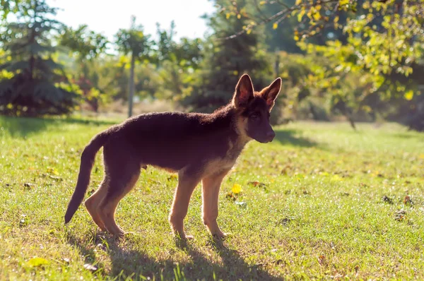 Bir Alman çoban köpeği arka bahçenin çimlerinde duruyor.