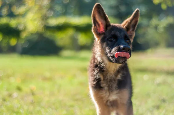 Dili dışarıda bir Alman çoban köpeği portresi.. — Stok fotoğraf