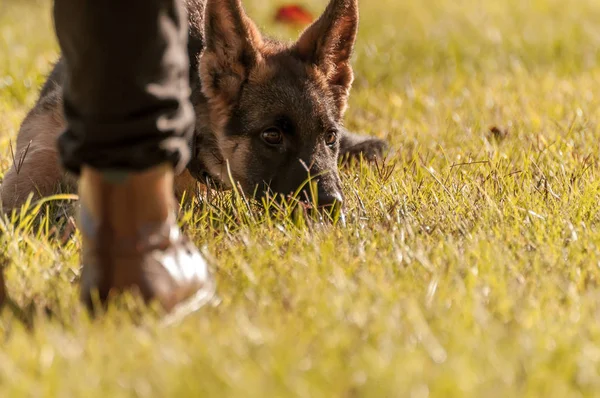 Opleiding van een puppy duitse herder hond — Stockfoto