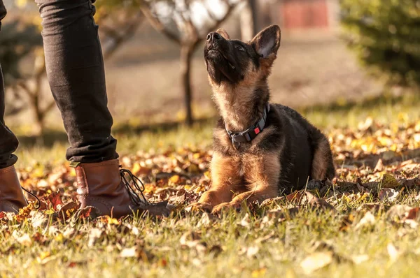 Opleiding van een puppy duitse herder hond — Stockfoto