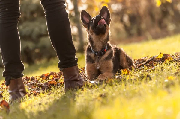 Training of a puppy german shepherd dog