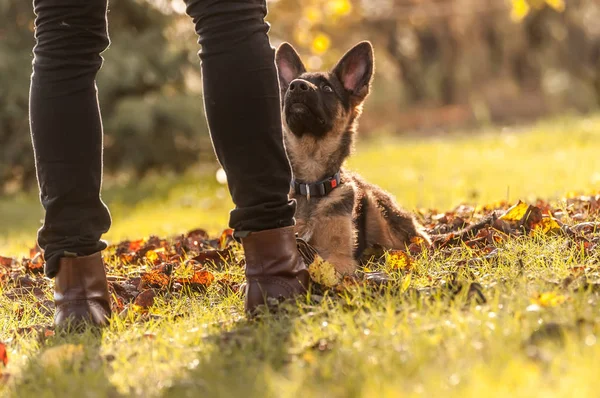 Training of a puppy german shepherd dog — Stock Photo, Image