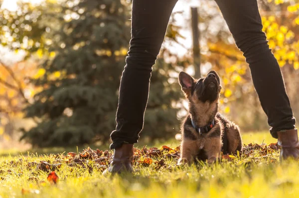 Ausbildung eines Welpen Deutscher Schäferhund — Stockfoto