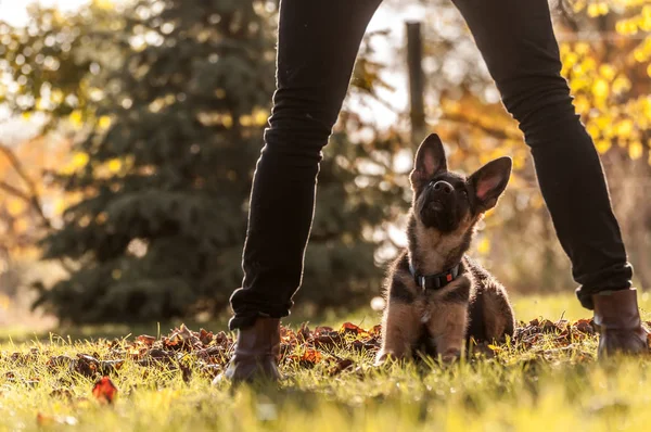 Köpek yavrusu Alman çoban köpeğinin eğitimi