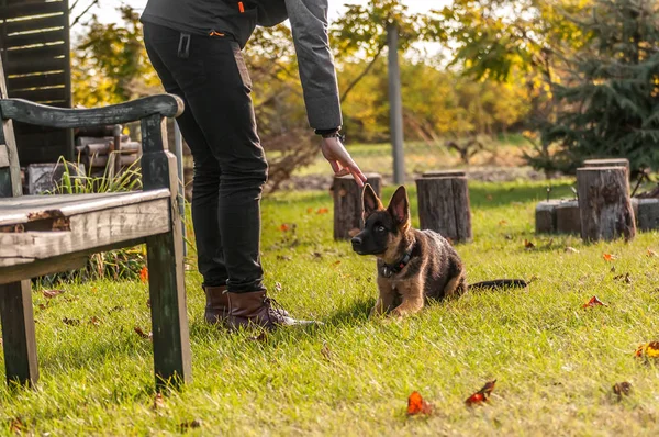 Тренировка щенка немецкой овчарки — стоковое фото