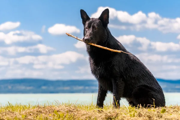 Porträtt av en svart tysk herdehund framför en sjö — Stockfoto