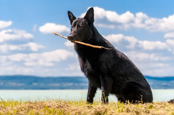 Porträtt av en svart tysk herdehund framför en sjö — Stockfoto