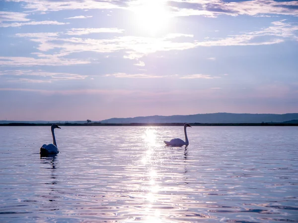Vista sobre os cisnes nadando no lago — Fotografia de Stock