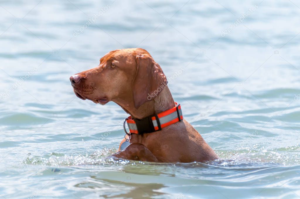 A hungarian vizsla pointing dog swimming in the lake