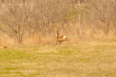 Güneşli bir günde, bir tarlada bir karacayı görmek.