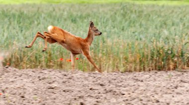 Güneşli bir günde, bir tarlada bir karacayı görmek.