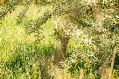 Güneşli bir günde ormandaki bir karaca yavrusuna bak..