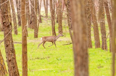 Güneşli bir günde ormandaki bir karaca yavrusuna bak..
