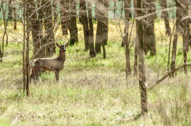 Güneşli bir günde ormandaki bir karaca yavrusuna bak..