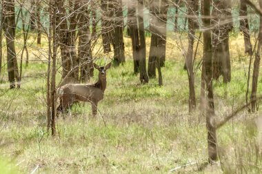 Güneşli bir günde ormandaki bir karaca yavrusuna bak..