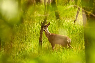 Güneşli bir günde ormandaki bir karaca yavrusuna bak..