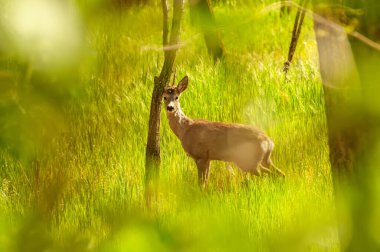 Güneşli bir günde ormandaki bir karaca yavrusuna bak..