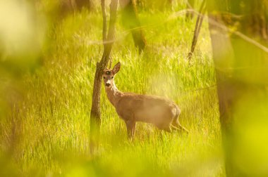 Güneşli bir günde ormandaki bir karaca yavrusuna bak..