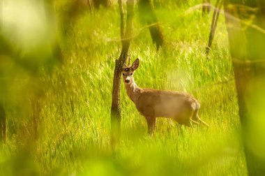 Güneşli bir günde ormandaki bir karaca yavrusuna bak..