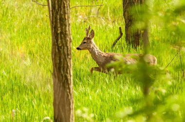 Güneşli bir günde ormandaki bir karaca yavrusuna bak..