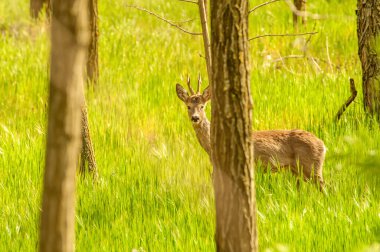 Güneşli bir günde ormandaki bir karaca yavrusuna bak..