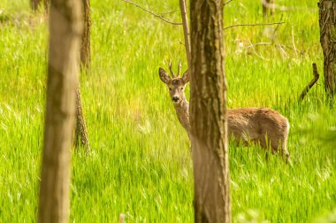 Güneşli bir günde ormandaki bir karaca yavrusuna bak..