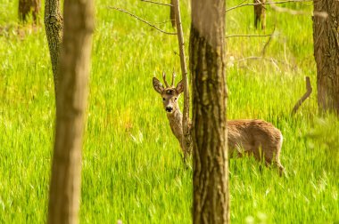 Güneşli bir günde ormandaki bir karaca yavrusuna bak..