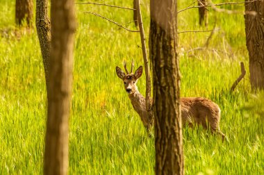 Güneşli bir günde ormandaki bir karaca yavrusuna bak..