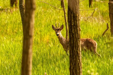 Güneşli bir günde ormandaki bir karaca yavrusuna bak..