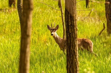 Güneşli bir günde ormandaki bir karaca yavrusuna bak..
