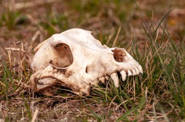 Güneşli bir günde bir tarlada tilki kafatası görüntüsü.