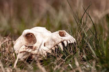 Güneşli bir günde bir tarlada tilki kafatası görüntüsü.