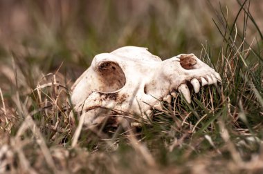 Güneşli bir günde bir tarlada tilki kafatası görüntüsü.