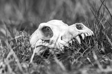 Güneşli bir günde bir tarlada tilki kafatası görüntüsü.