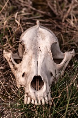 Güneşli bir günde bir tarlada tilki kafatası görüntüsü.
