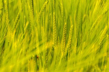 Bulanık arkaplanı olan yeşil buğday tarlasına yakın çekim.