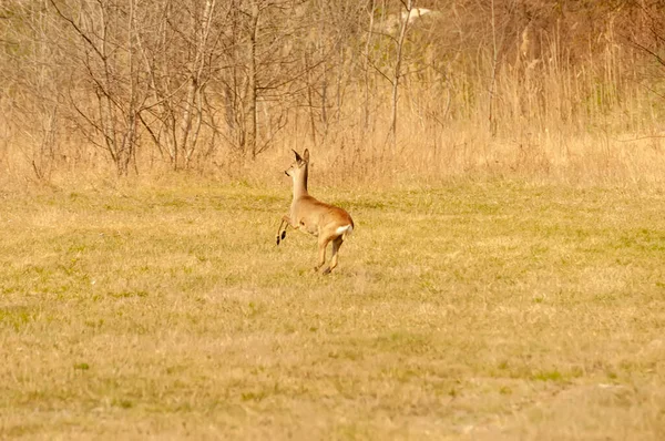 Güneşli bir günde, bir tarlada bir karacayı görmek.