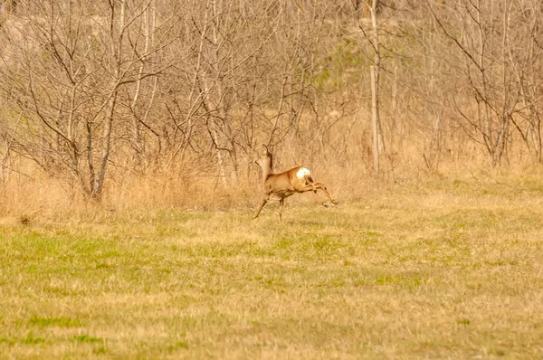 Güneşli bir günde, bir tarlada bir karacayı görmek.